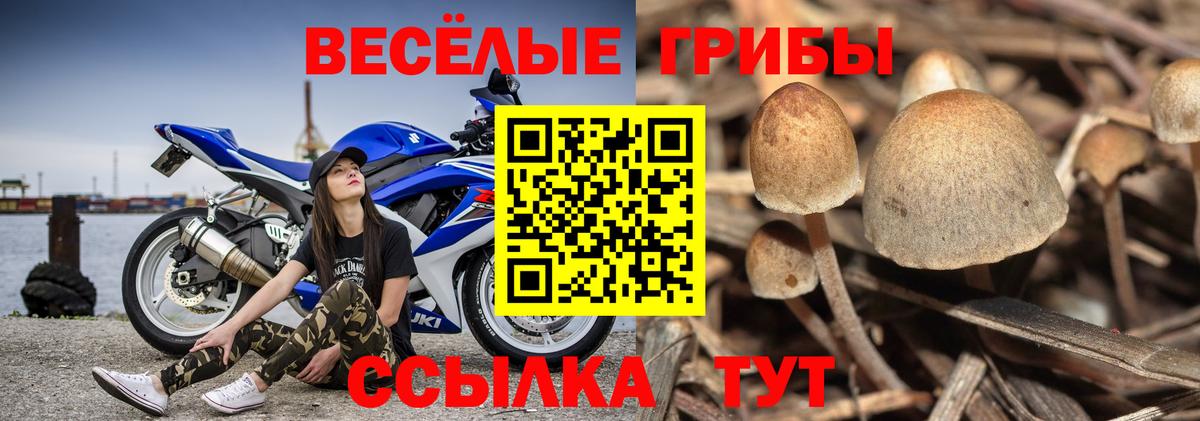 Псилоцибиновые грибы Cubensis Красноярск